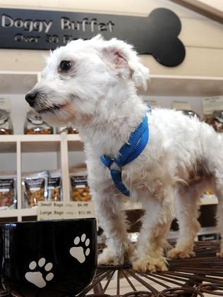 Maltese pup Maverick takes time out for a well-deserved puppucino at a Gourmet Dog Barkery.