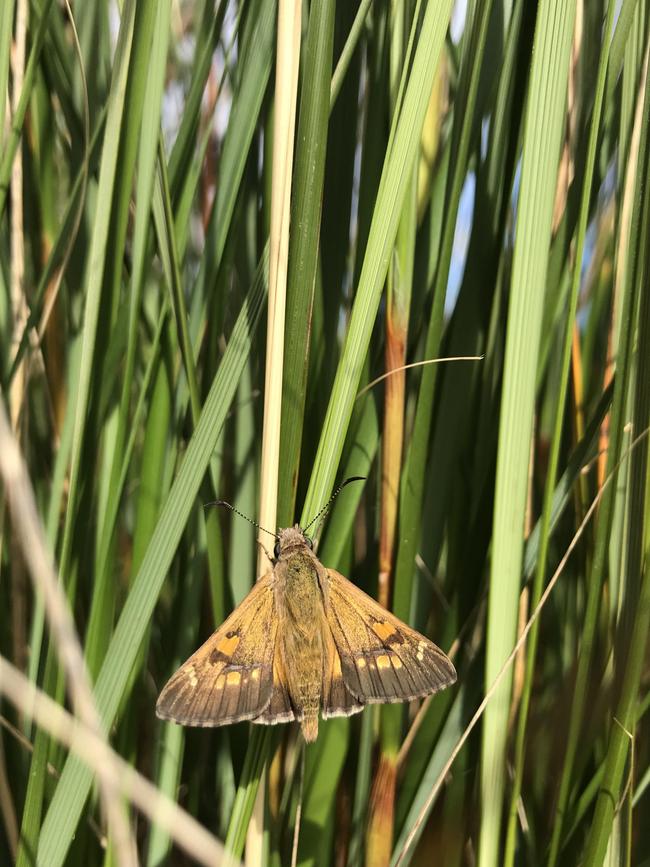 A Yellowish sedge-skipper. Picture: Matt Endacott