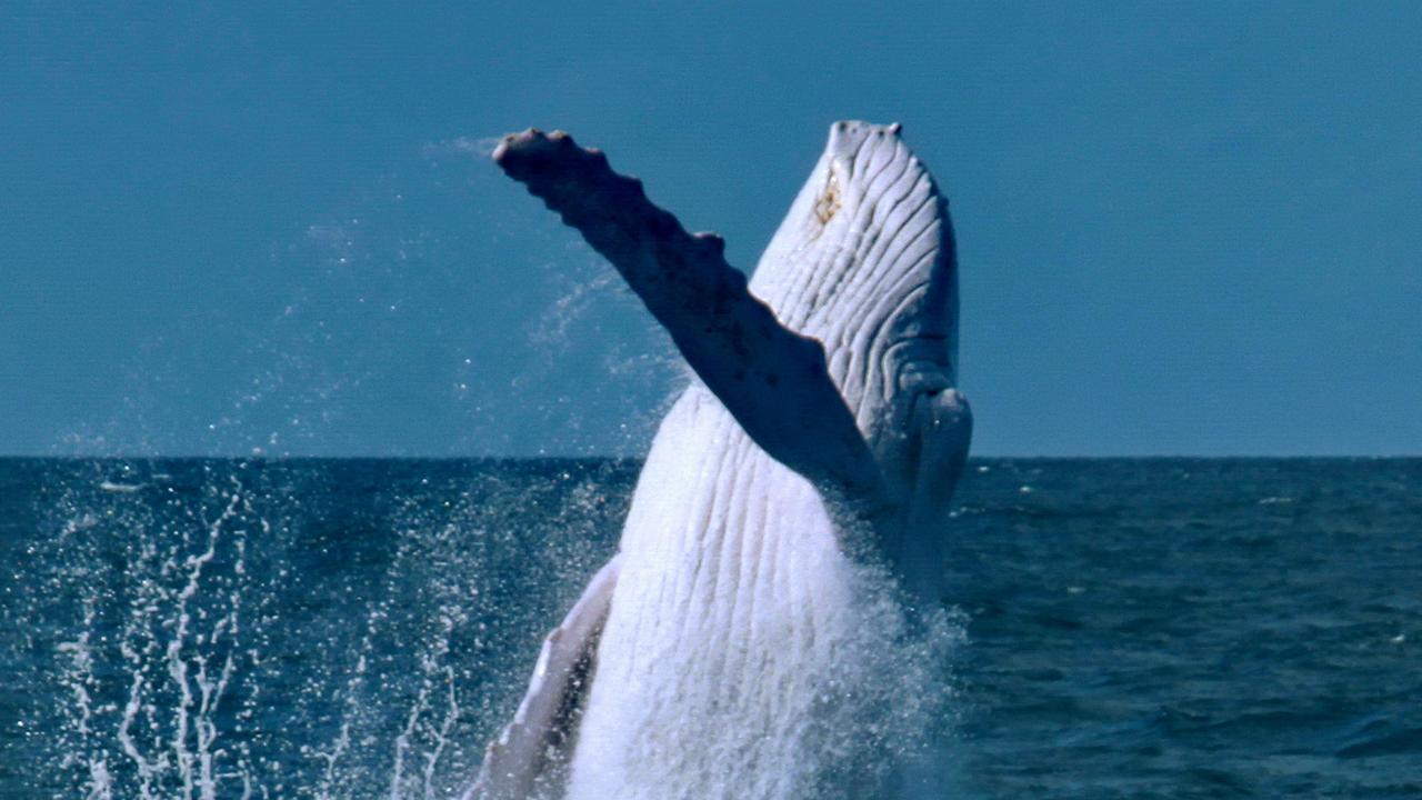 Migaloo putting on an amazing show in Port Douglas. Picture: Indepth Photography, Quicksilver.