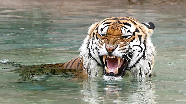 Sultan pictured cool off on a hot Gold Coast day in the Tiger Island pool.