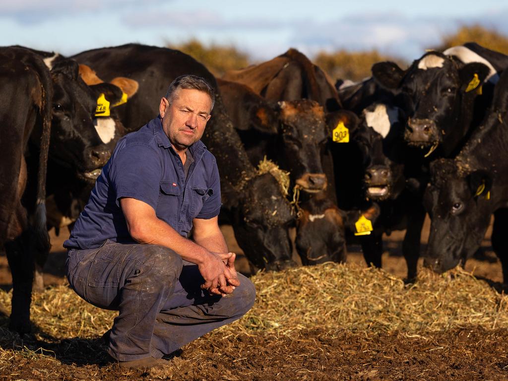 Dairy farmer Ben Bennett loves his cows but says he’s between a rock and a hard place when it comes to keeping them. Picture: Mark Stewart