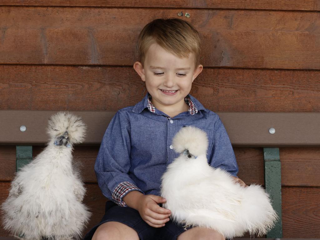 Lenny Mackenzie, 5, with silky chickens at the Ekka. Picture: Lachie Millard