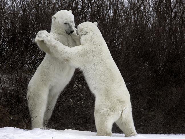 Comedy Wildlife Photography Award Finalist: Two polar bears appear to dance. Picture: Luca Venturi / CWPA / Barcroft Images