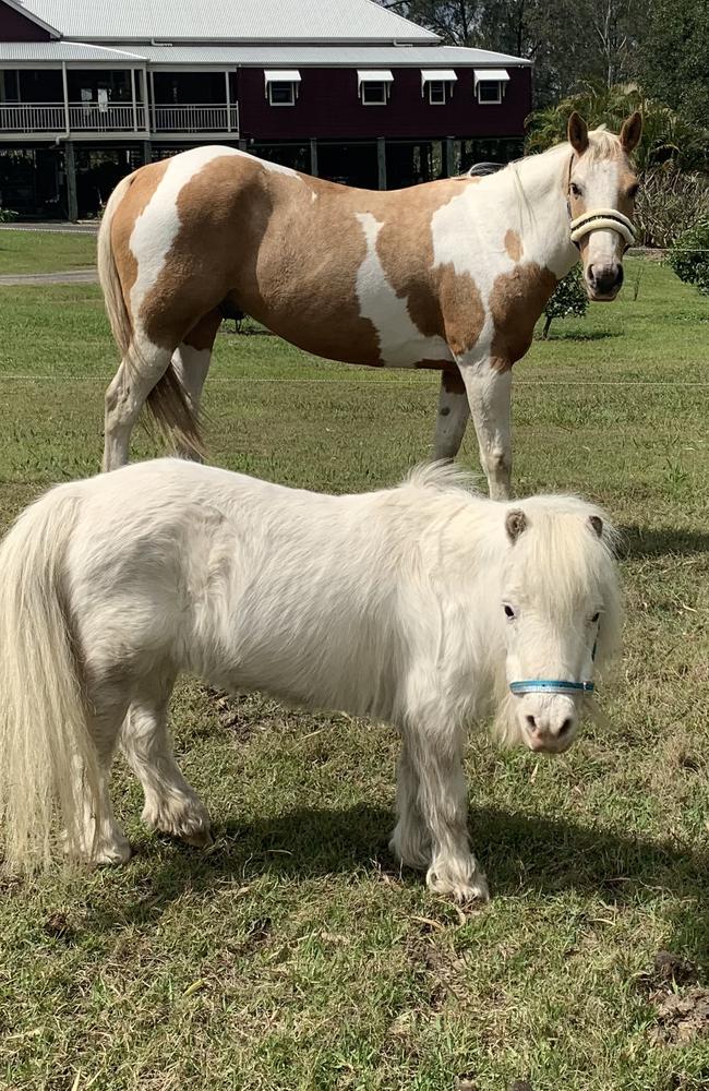 Sunny was mauled to death by dogs at Logan. She is pictured with her paddock mate Tobias, a paint horse. Picture: Supplied.