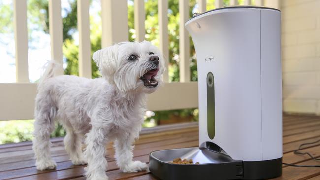 An automatic pet feeder is a great idea for fussy pets who need to have regular mealtimes.