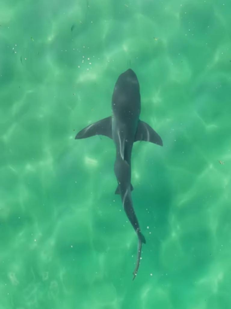 The shark was filmed on a drone calmy chasing fish near the shoreline. Picture: Instagram (scottwilliamsgram)