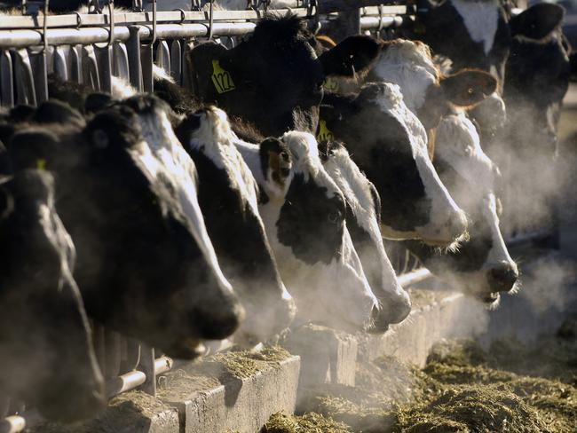 In this March 11, 2009 file photo, a line of Holstein dairy cows feed through a fence at a farm outside Jerome, Idaho. Belching from the nation's 170 million cattle, sheep and pigs produces about one-quarter of the methane released in the U.S. each year, according to the Environmental Protection Agency. (AP Photo/Charlie Litchfield, FILE)