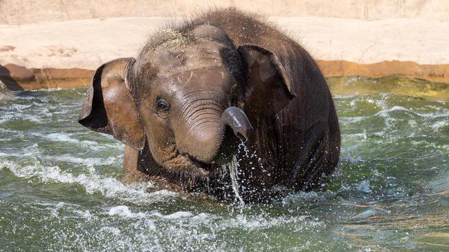 Brazos, who is two years old, is the ninth animal to receive the vaccine.