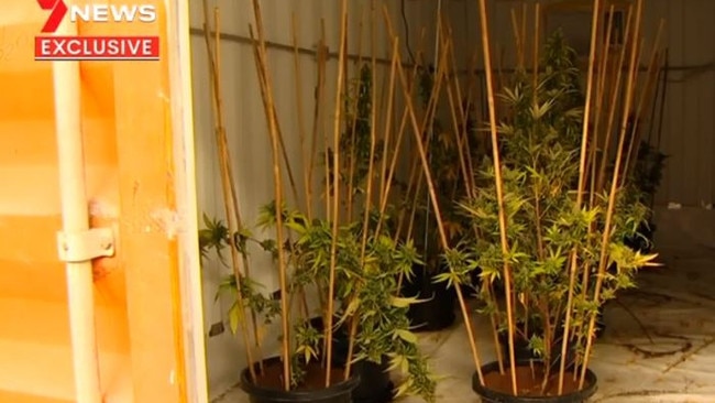 Police allege 101 marijuana plants were seized in a Noosaville shed on April 28. Picture: 7 News Sunshine Coast