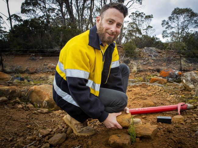 Plantings of pencil pines in fire-impacted areas around Lake Mackenzie, northern Tasmania. Picture: Hydro Tasmania