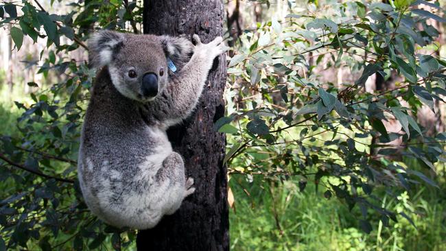 The koala protection policy could “shut down the private native forest industry in NSW”. Picture: Lisa Maree Williams/Getty Images