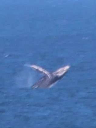 A whale captured off the south west coast on May 25. Picture: Natura Dreaming, Warrnambool Whales Facebook group