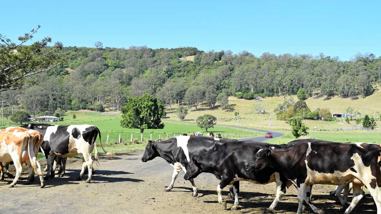 Cows on the road are a daily danger on the Northern Rivers. Picture: Susanna Freymark