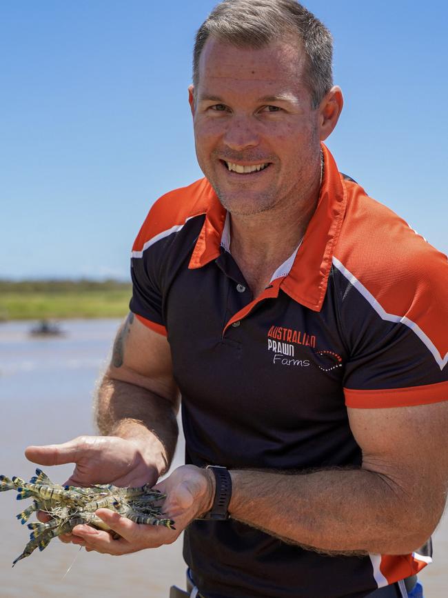 Australian Prawn Farms manager Matt West at the Ilbilbie black tiger prawn farm with some juvenile crustaceans that still have a long way to go before they are ready for the dinner table. Picture: Heidi Petith