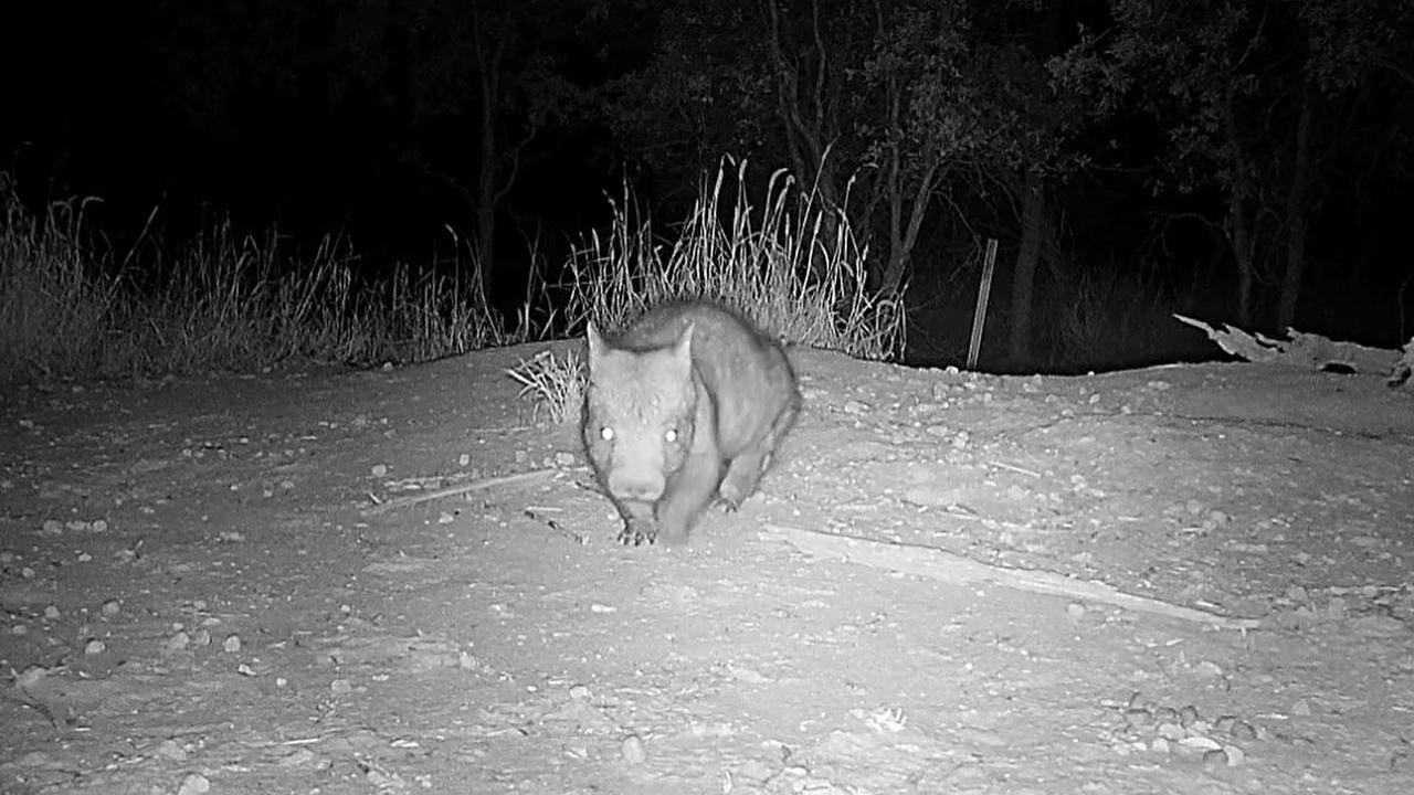 ‘Very gratifying’: Footage captures critically endangered young wombat