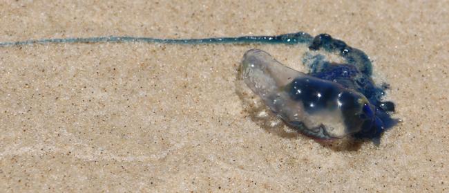 Surf Lifesaving Queensland: Massive bluebottles wash up on shore. 