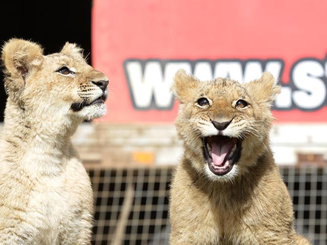 Akitta and Hulk when they were the six month old cubs.