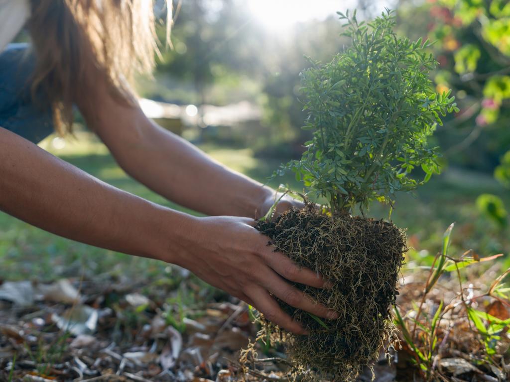 The tree planting was to honour Queen Elizabeth II. Picture: iStock