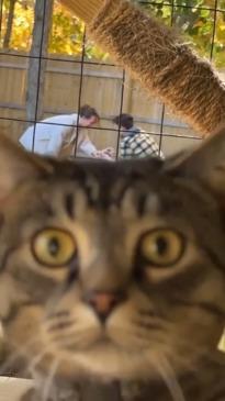 Cat does a videobomb during an engagement proposal