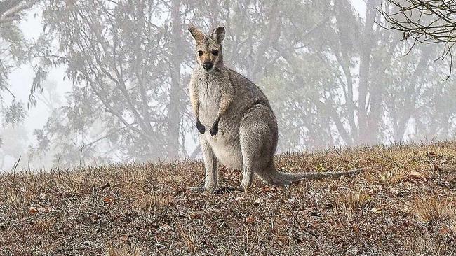 A kangaroo in dry surroundings at Leslie Dam in June 2018. Picture: Jodie Locke