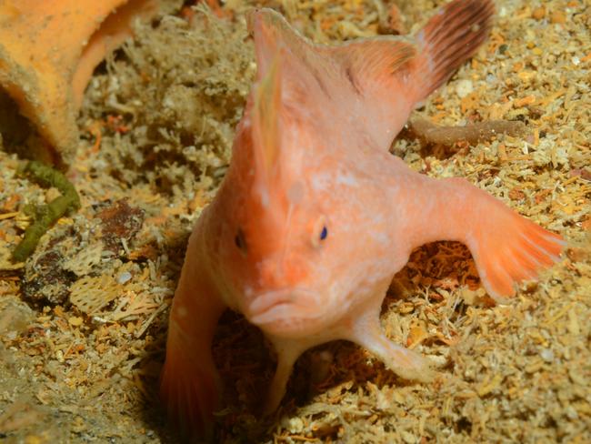 A pink handfish on the wreck of the SS Tasman, which lies in 70m of water off Fortescue Bay on the Tasman Peninsula.