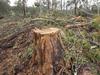 Axes out: Labor’s internal forest war