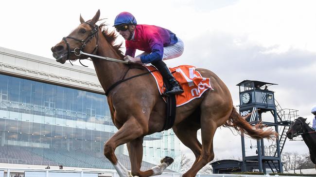 Speedy galloper Spicy Margs can return to winning ways at Wednesday's Seymour meeting. Picture: Racing Photos via Getty Images