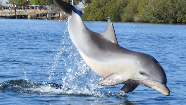 Dolphin Squeak with fishing line tangled around his mouth. Picture: Jenni Wyrsta