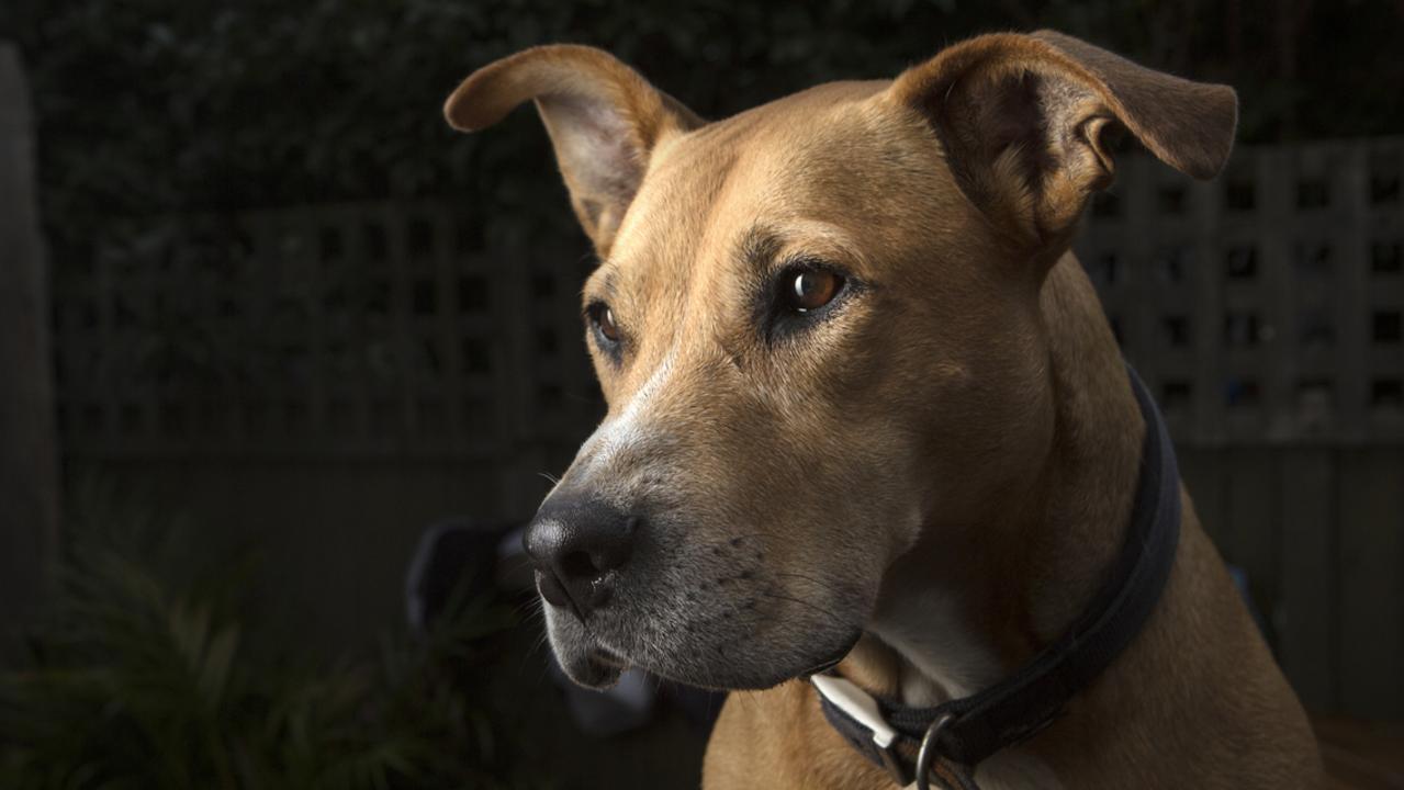 While most states require pit bull and pit bull cross breeds to be kept under restricted circumstances, the NT and ACT do not have these rules in place. Picture: iStock.