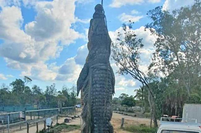 Koorana Crocodile Farm found an orthopedic plate in the contents of their croc MJ's stomach. Picture: Koorana Crocodile Farm