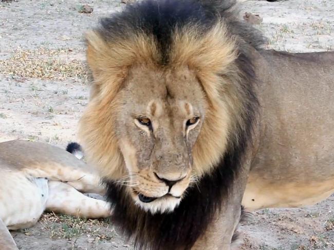 Questionable apology ... Dr Palmer said he regretted killing the “well-known” and “local favourite” lion. Picture: AP