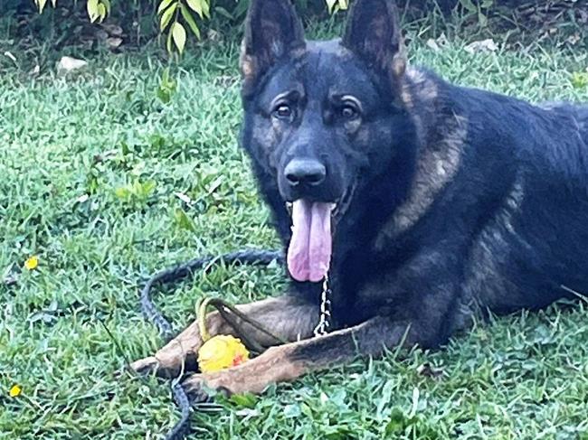 ‘Heavy hearts’: Search for missing police dog Quizz scaled back