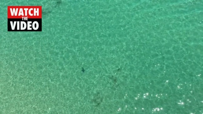 Four sharks spotted near Sorrento