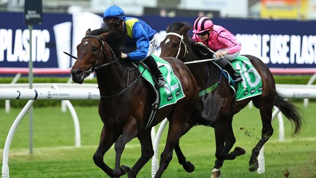 French-bred Royal Patronage kicked off his Australian career with a first-up win in the Tramway Stakes at Randwick. Picture: Getty Images