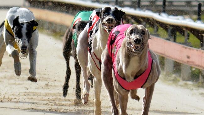 The Tasmanian greyhound racing industry is on high alert after fresh cases on canine coronavirus.