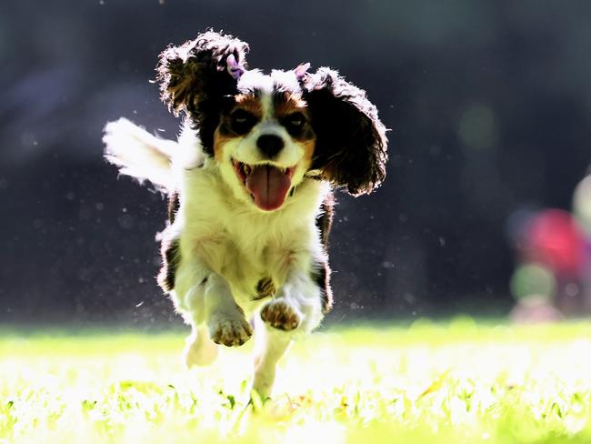 King Charles Cavalier Rosie has been voted Far North Queensland's cutest dog by Cairns Post readers. Rosie gets some love from her owner, 11 year old Ruby Campbell. Picture: Brendan Radke