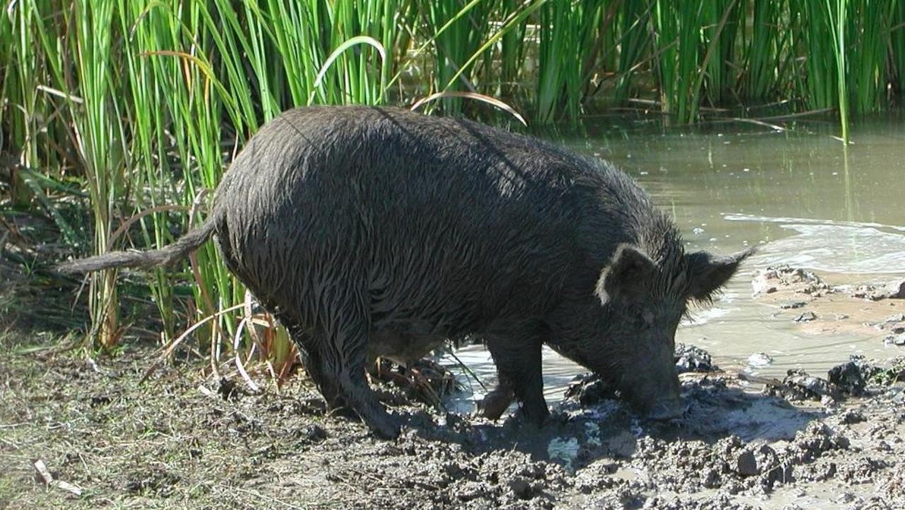 ROOTING AROUND: Feral pigs wreak havoc across the North and South Burnett. File Photo.