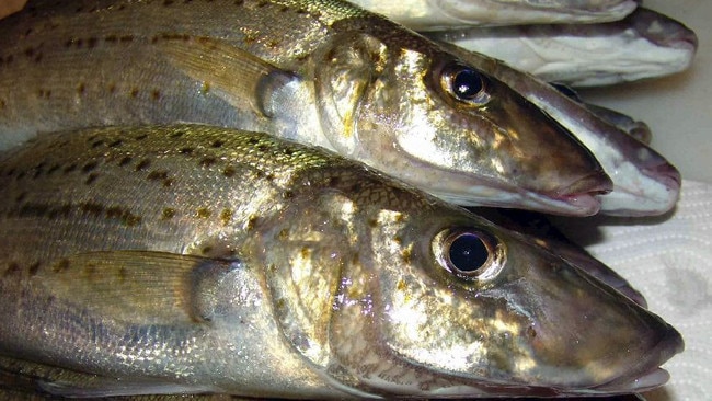 King George whiting