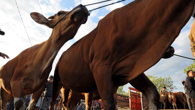 Cattle lined up for sale in Bali prior to Australia suspending live cattle exports to Indonesia.