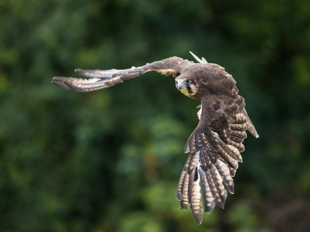 Brown Falcon. Steve Irwin’s 13-year-old son Robert demonstrates an exceptional talent behind the lens with a series of candid and close-up images of wildlife in their natural habitats. Picture: Robert Irwin