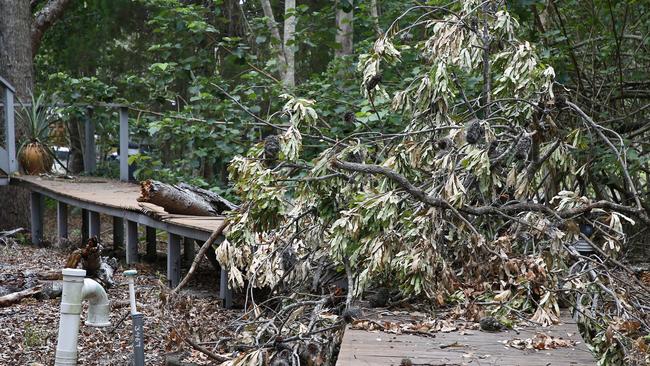 A broken tree blocks a walkway. Picture: Tertius Pickard.