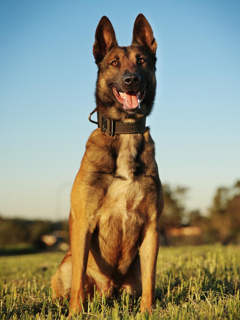 Nsw Police Dog Receives Hero Award After Saving Lost Bushwalkers 