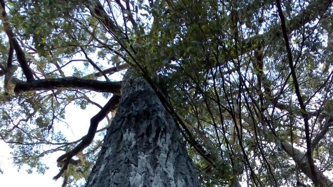 This ironbark, estimated to be 300 years old, will be felled to make way for an expansion of QASMT.