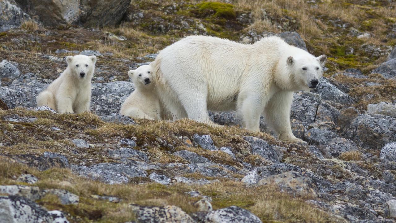 Spitsbergen Island is known for its polar bear population. Picture: Samuel Blanc/Biosphoto / Biosphoto via AFP