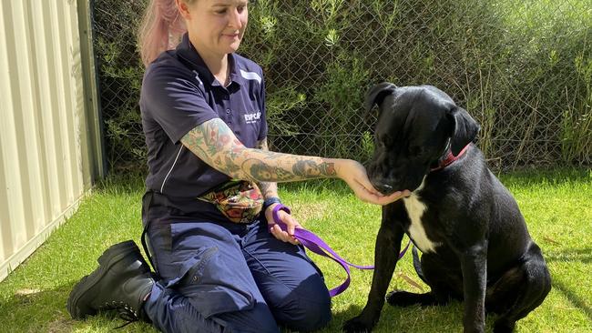 Boofy has stacked on some kilos after being rescued from his Rivervale home. Picture: RSPCA WA