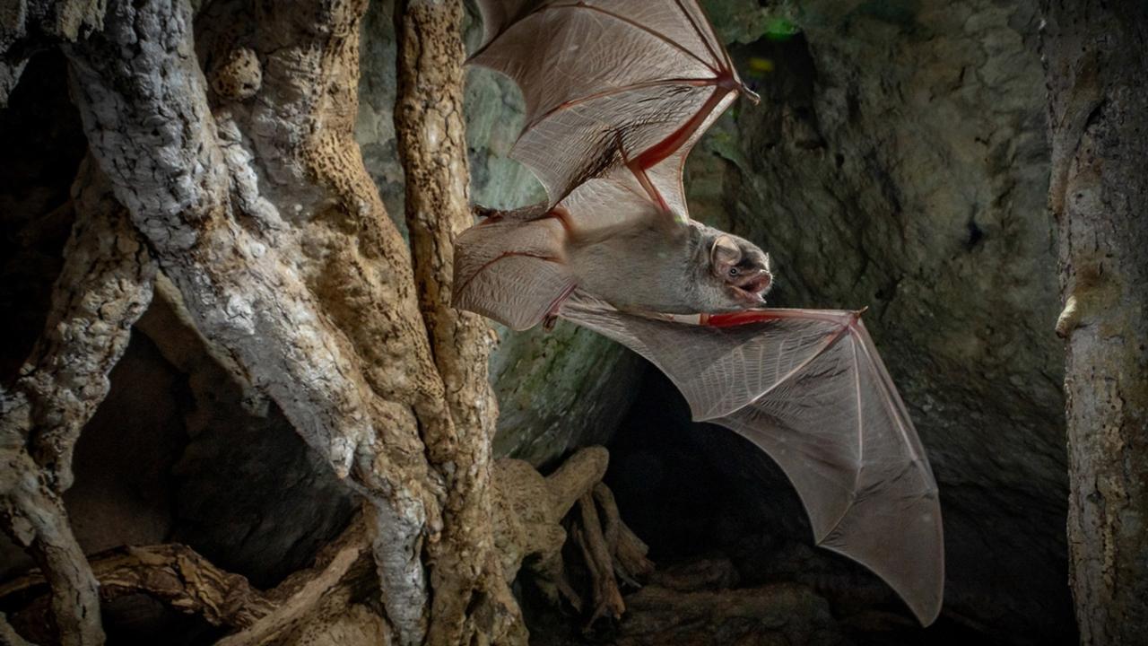 Mozambican long-fingered bat emerging from the Codzo Cave. Gorongosa National Park, Mozambique by Piotr Naskrecki. Picture: Piotr Naskrecki Africa Geographic Photographer of the Year 2021