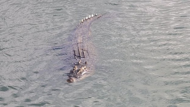 A large crocodile photographed last month at Crocodile Bend who has been know by locals to live in the area. Photo: Le Long