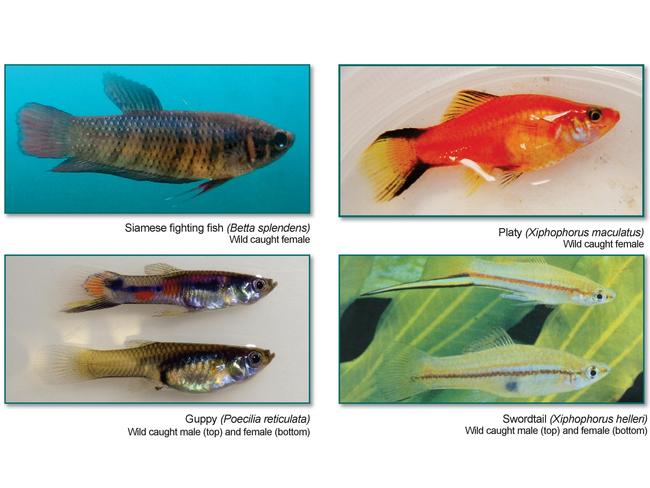 Aquarium fish don t belong in waterways NT News