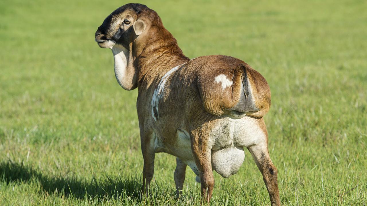 A ram with the characcteristic pad of tail fat and the small sambokkie tail at Coolibah Persian Sheep Stud. Picture: Zoe Phillips