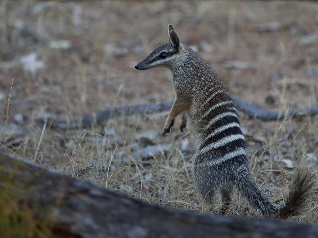 Numbats are the closest living relative of the now extinct thylacine.